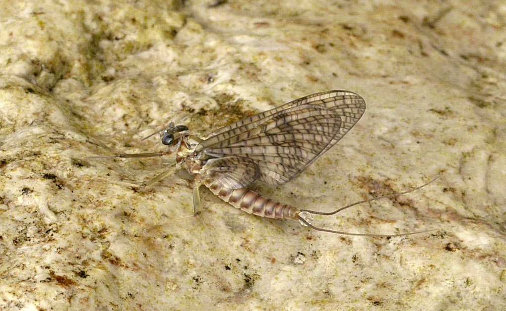 Rhithrogena ?